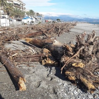 Legna sul litorale di Albenga, l’assessore Vannucci: “Andremo in Regione. Lo smaltimento deve essere considerato un danno”