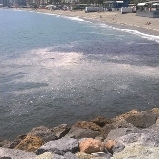 Schiuma biancastra in mare a Savona. Paura inquinamento, ma sono le lumache di mare