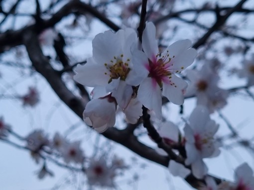 Il mandorlo, fiore d’inverno e d’amore che fa sognare il mondo