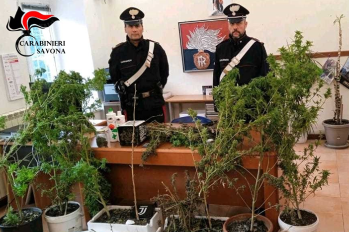 Giustenice, coltiva marijuana in giardino: 47enne arrestato dai carabinieri