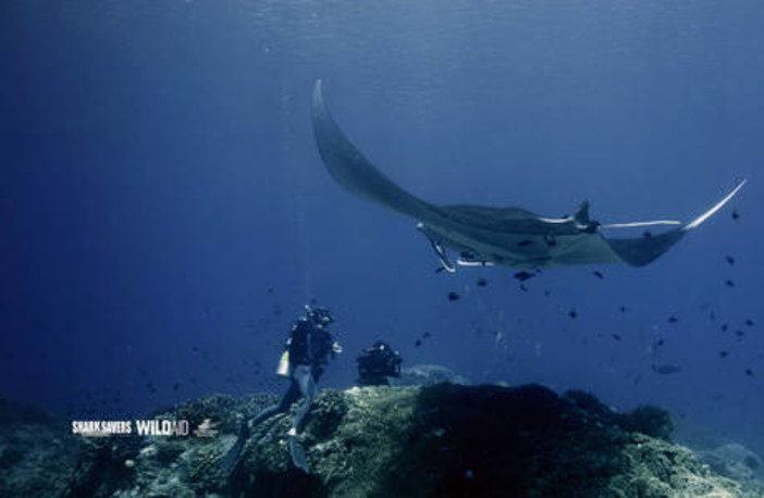 Ambiente, manta Mar Ligure e' protetta