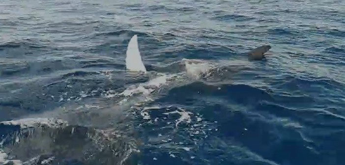 Albenga, avvistamento di 4 mante di circa 2 metri l’una, Lega Navale: &quot;Evento rarissimo nei nostri mari&quot; (VIDEO)