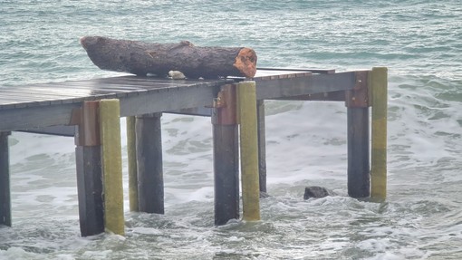 Pontile della Margonara ad Albissola, il Comune affida l'incarico per la sistemazione e il completamento