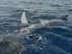 Albenga, avvistamento di 4 mante di circa 2 metri l’una, Lega Navale: &quot;Evento rarissimo nei nostri mari&quot; (VIDEO)