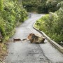 Maltempo ad Alassio: cade un grosso masso sulla strada panoramica a Solva