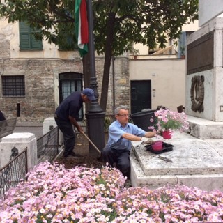 Cinquecento piantine di margherite distribuite gratuitamente ai commercianti per  abbellire Albenga