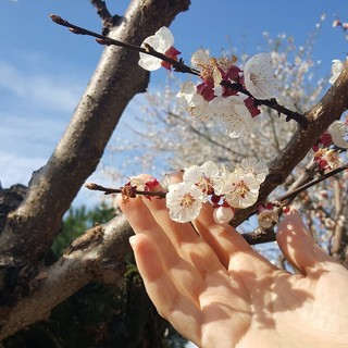 I mandorli stanno fiorendo, uno spettacolo di profumi e colori che fa sognare il mondo