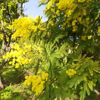 Floricoltura, Coldiretti: “Annata ottima per la mimosa. L’aumento del prezzo compensa la minor produzione”