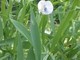 A Cengio la 3° edizione della Festa del Moco in Fiore