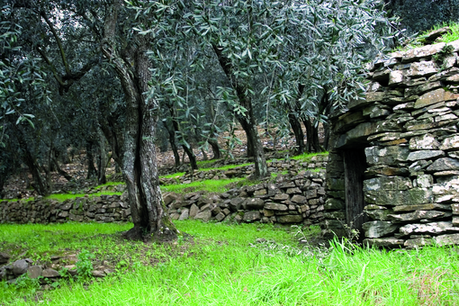 Approvato il Patto di filiera 2024/25 dell’olio extravergine di oliva Riviera Ligure DOP