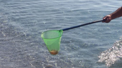 Meduse davanti alla spiaggia di Bergeggi, continuano gli avvistamenti