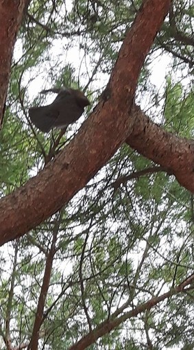 Merlo impiccato ad un albero nella pineta di Ceriale