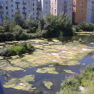 Cairo, mucillagine nel fiume Bormida (VIDEO e FOTO)