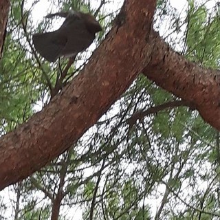 Merlo impiccato ad un albero nella pineta di Ceriale