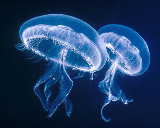 Liguria: mar Mediterraneo invaso dalle meduse