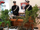 Giustenice, coltiva marijuana in giardino: 47enne arrestato dai carabinieri