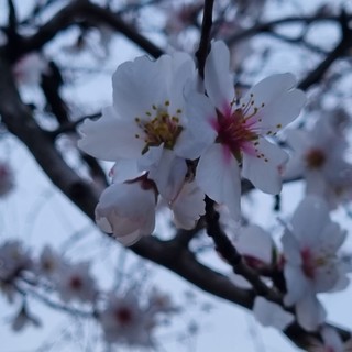 Il mandorlo, fiore d’inverno e d’amore che fa sognare il mondo