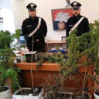 Giustenice, coltiva marijuana in giardino: 47enne arrestato dai carabinieri