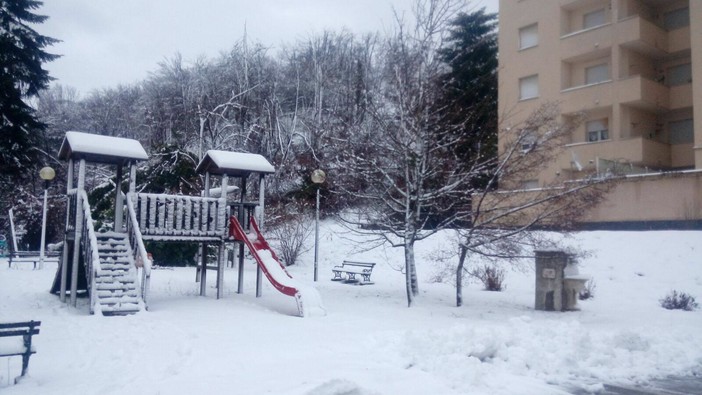 Forti nevicate in Val Bormida, alberi abbattuti sulla sede stradale a Sassello
