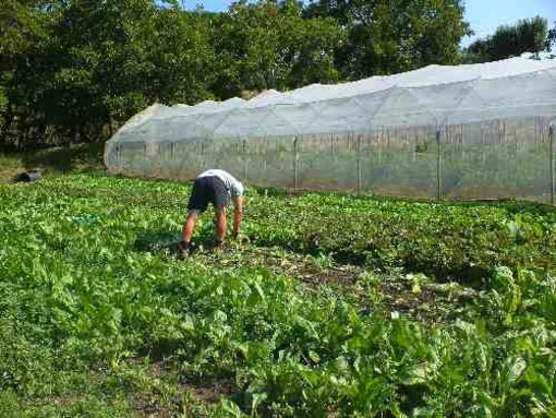 Aumento record di lavoratori nel comparto agricolo