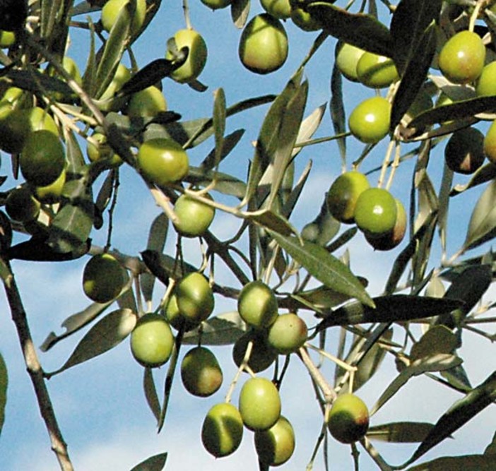 Settimana internazionale dell'olio extravergine, anche la Liguria omaggia i suoi uliveti