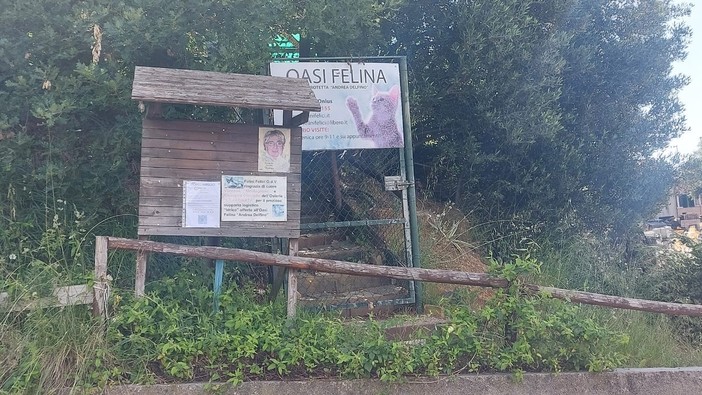 Savona, l'Oasi Felina di via Bonini chiede aiuto: lanciata una raccolta fondi