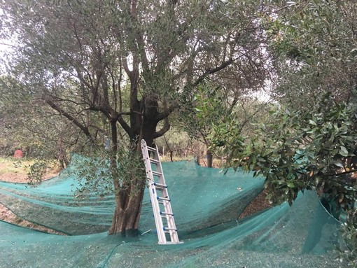 Agricoltura, dalla Regione 100mila euro per il potenziamento del monitoraggio degli organismi nocivi alle piante