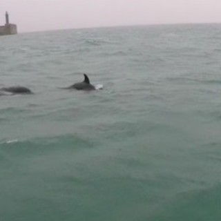 Orche nel porto di Genova, la preoccupazione dell'Enpa: &quot;Il mar Ligure è un'immensa trappola di ami e reti&quot;