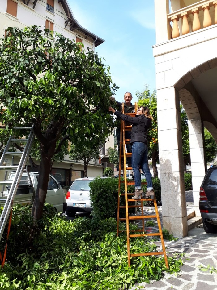 Alassio: nuova vita per gli &quot;ex alberi di Natale&quot;