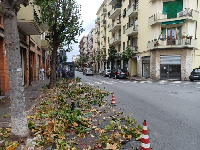 Albenga, potature delle magnolie in via Patrioti