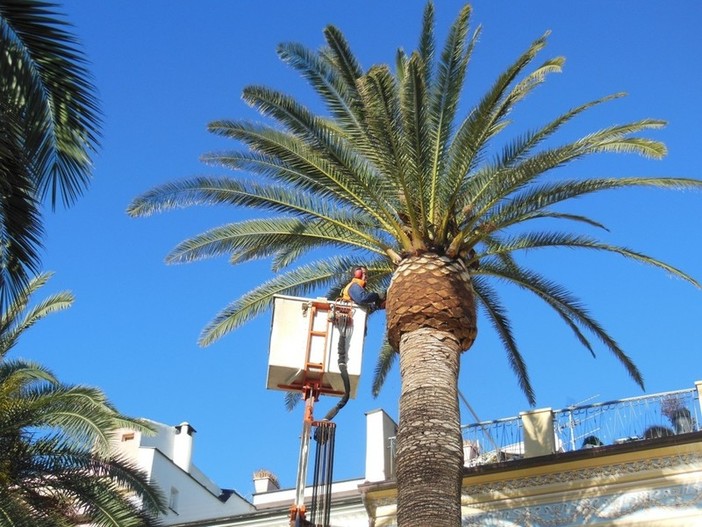 Varazze: interventi di prevenzione da infestazione del punteruolo rosso