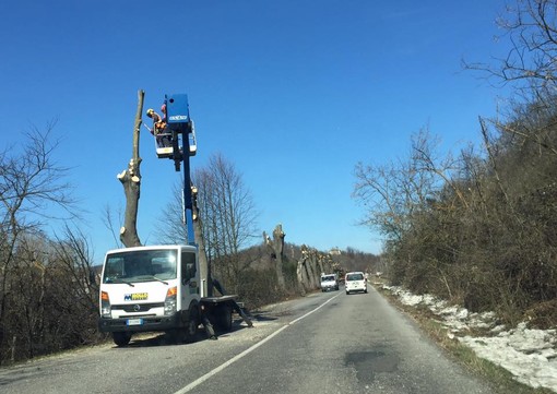 Cairo Montenotte, potatura piante in via XXV Aprile