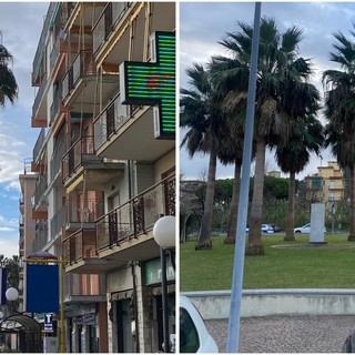 Verde pubblico a Borghetto S. Spirito: potatura per circa 90 esemplari di palma 'Washingtonia'