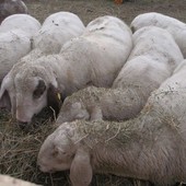 Blue Tongue, aumentano i casi, 4 pecore morte a Calizzano e Stella