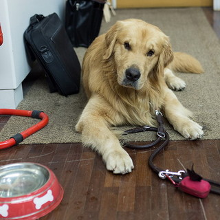 A Cairo un convegno sui 'Nuovi approcci della Pet Therapy in Liguria'