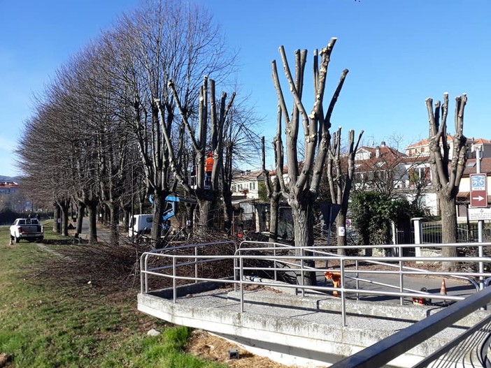 Carcare, potatura del patrimonio arboreo in varie zone del territorio comunale (FOTO)