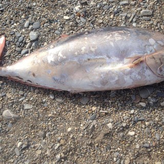 Lungo un metro e mezzo, ritrovato sulla spiaggia ad Albenga un raro esemplare di pesce imperatore