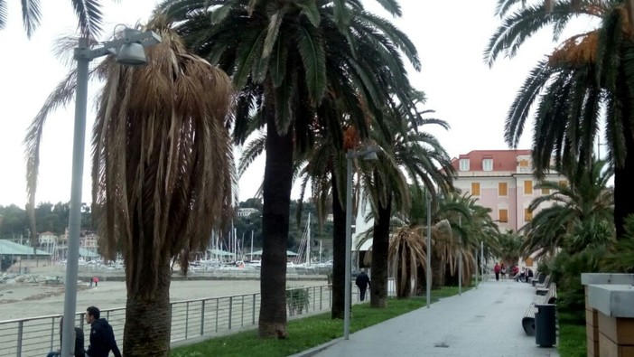 A Varazze addio alla &quot;Riviera delle Palme&quot;: decine di piante ammalate