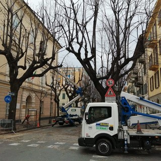 Albenga, avviata la potatura dei tigli in Viale Martiri (FOTO)