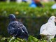 Savona: fan più rumore i piccioni che i picciotti