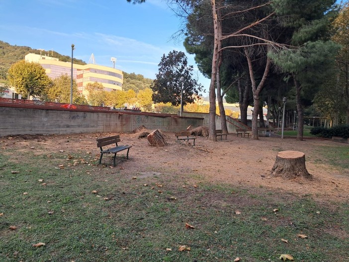 Savona, rimossi i pini marittimi caduti ai giardini delle Trincee nell'ultima ondata di maltempo