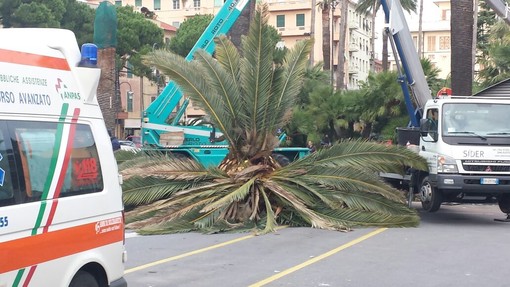 Le palme di Albenga ancora colpite dal parassita killer: il punteruolo rosso