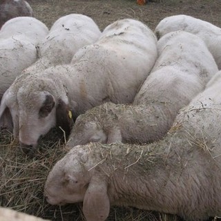 Segnalato un attacco di lupi sulle alture di Dego: due pecore morte e cinque disperse