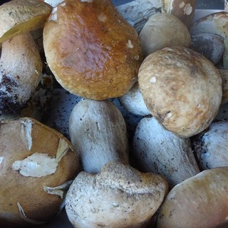 Andare per funghi in autunno: ecco a cosa servono e come raccoglierli