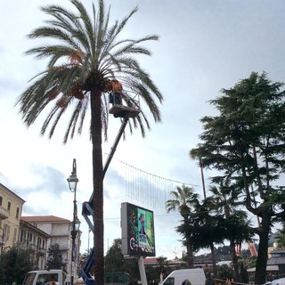 Albenga, in arrivo 11 nuove palme