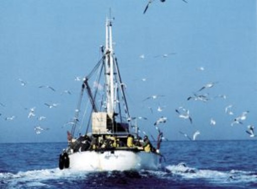 Noli: la pesca dei ciciarelli, convegno in Comune