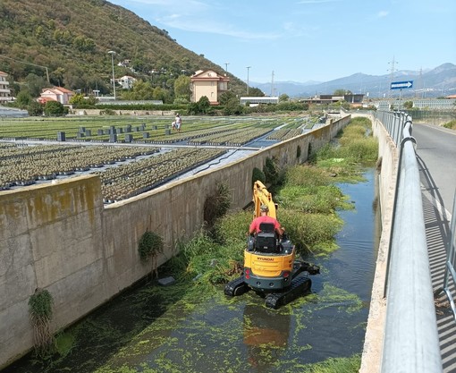 Albenga, prosegue la messa in sicurezza dei corsi d'acqua: pulito il rio Avarenna