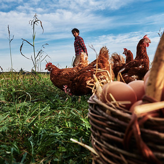 Agricoltura, al via domande Psr per ristori e speculazioni dei mercati