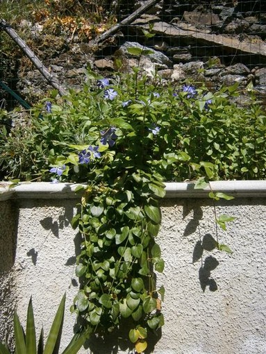 Le piante del mio giardino