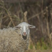 Blue Tongue nel savonese: 4 pecore morte in un allevamento a Sassello